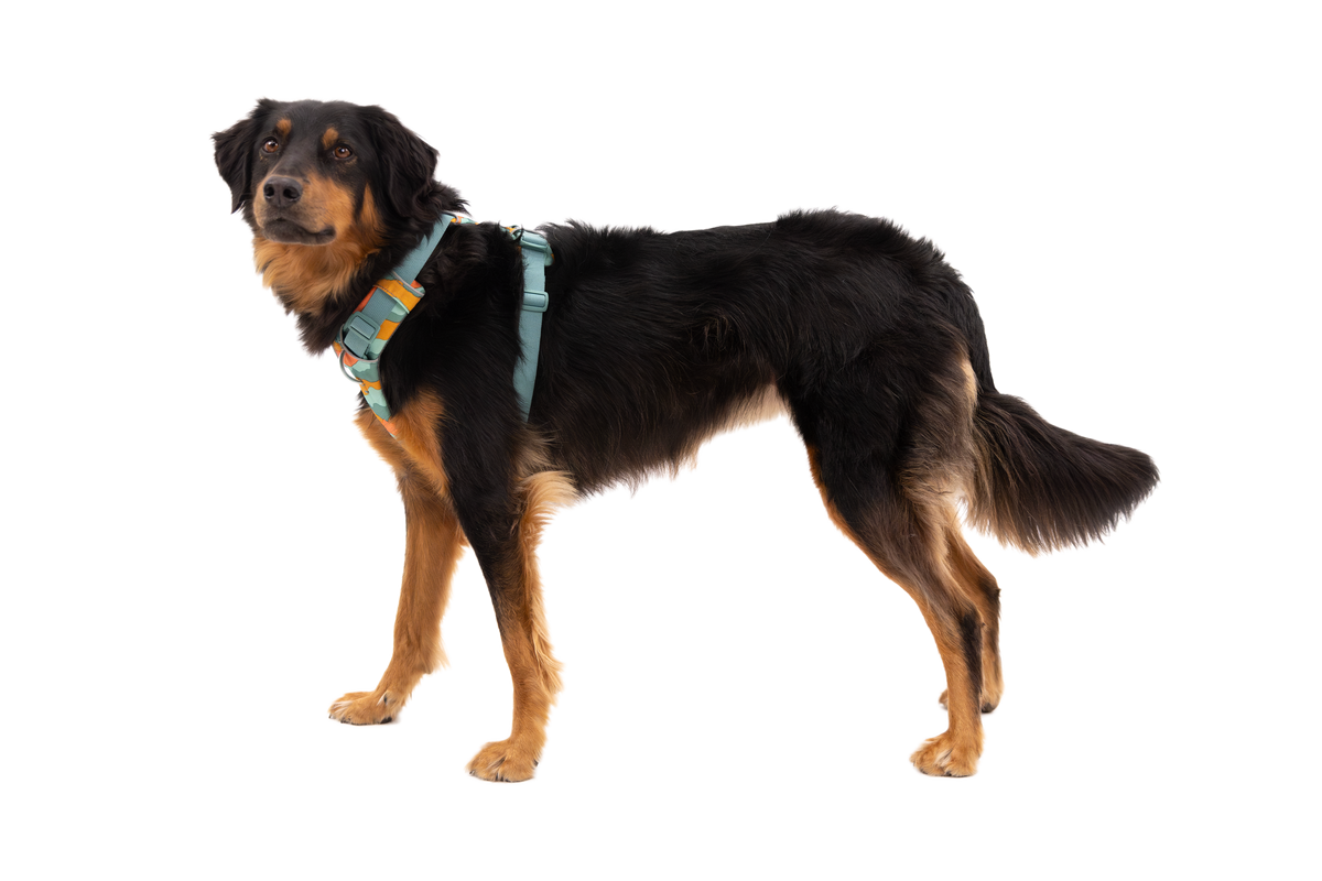 Front Range® Harness