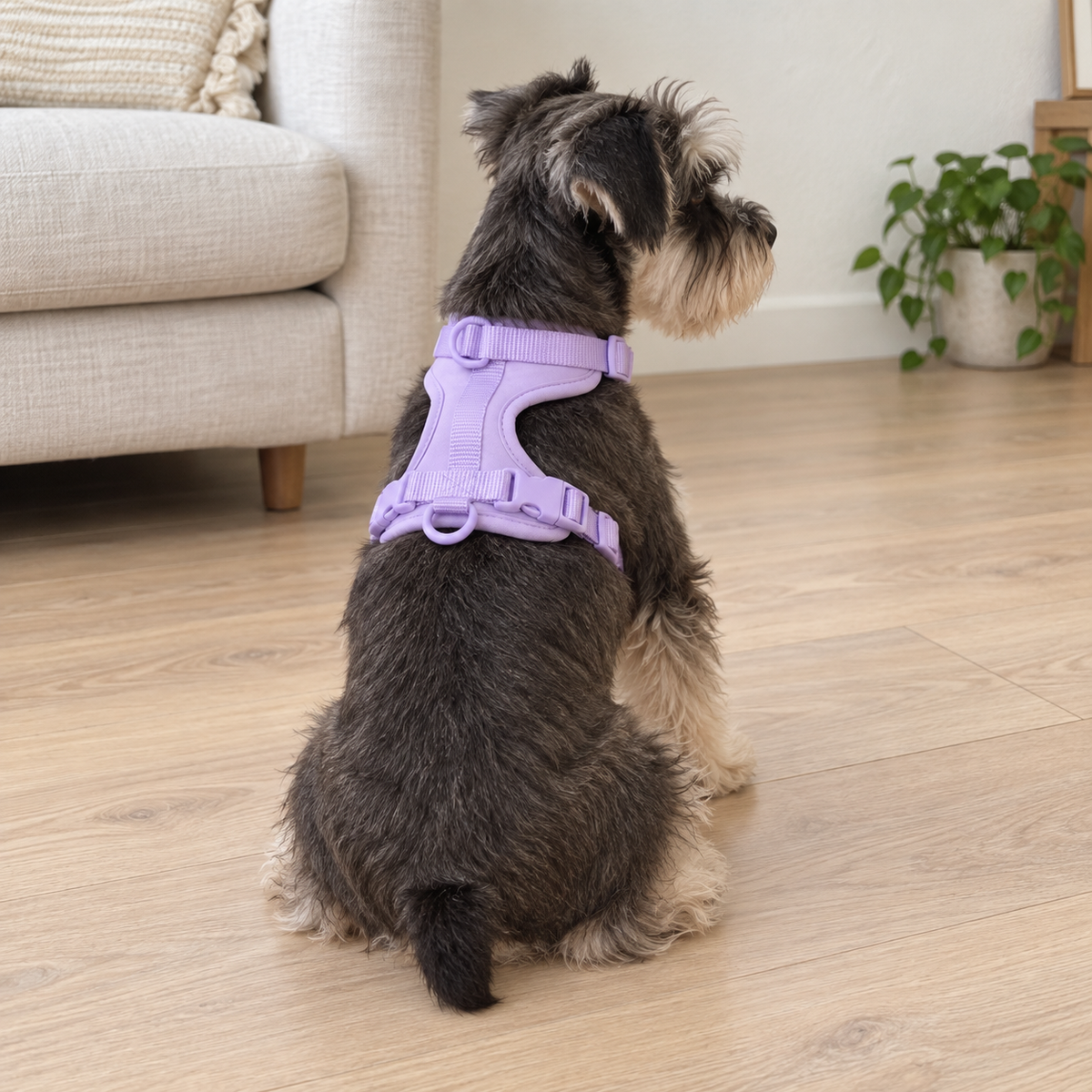 Everyday Comfort Harness